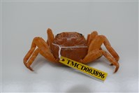藏品(白紋方蟹)的圖片